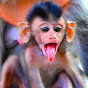 Monkey Macaque Media logo