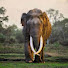 NuRP3jAJWbs-channel-avatar-The Elephant