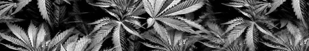 Cannabis News TV Avatar canale YouTube 