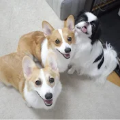 コーギー犬ココちゃんファミリー