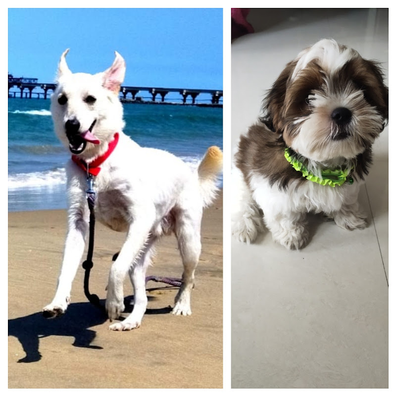 Lucky & CoCo vlog