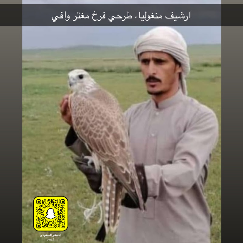 الصقار السعودي