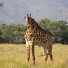 9A7o-6DCKsk-channel-avatar-Unhinged Giraffe 