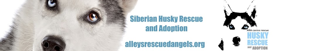 Alleys Rescued Angels, Siberian Husky Rescue, LA Avatar channel YouTube 