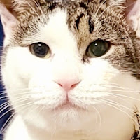 犬猫物語catdoglife のサムネイル