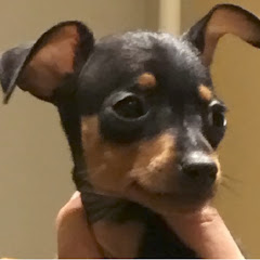 愛犬の観光旅・龍と空