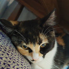 t39アイコン画像