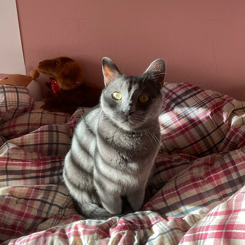Cat vlog