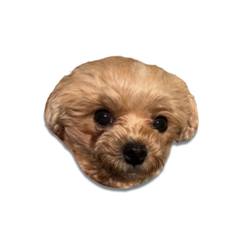 하찮은 따뭉이