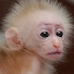 7-zBYG29XNc-channel-avatar-Monkey Lucky