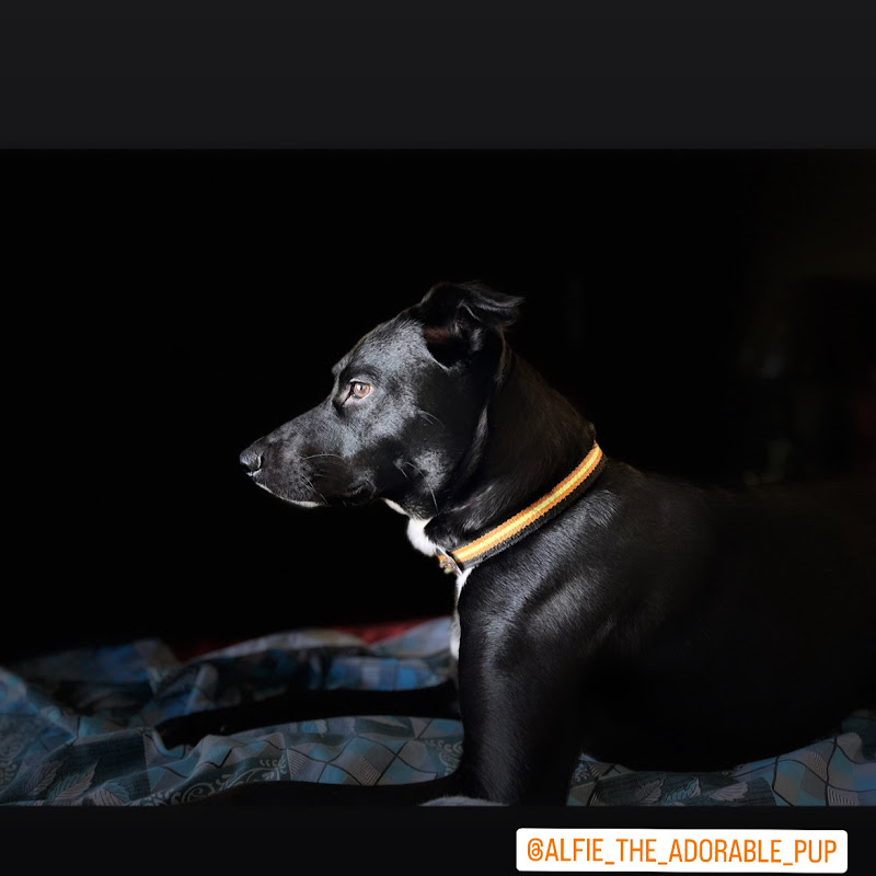 AlfieReacts