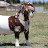 Copper Moon Boer Goats