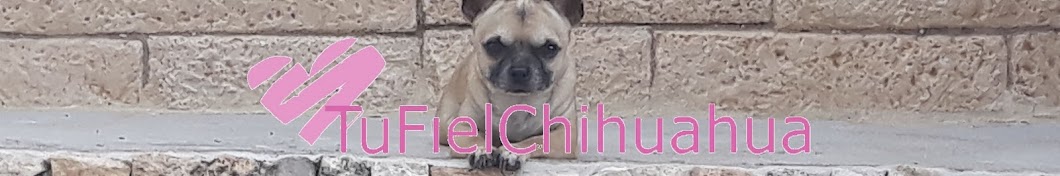 Tu Fiel Chihuahua YouTube channel avatar