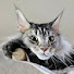 pTEQ1vqxZdA-channel-avatar-The Pawtistics