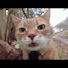 L2GP6jHGgLs-channel-avatar-Happy Old Dog and Cat Farm