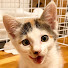 iJ5pyfYjs1g-channel-avatar-三毛猫かなり