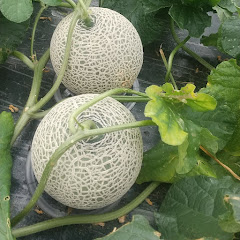 高校生farmer中仙道怜アイコン画像