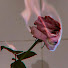 vgY3sVeUZfg-channel-avatar-•さようなら、「Septhis」🥀•