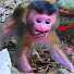 mrYPyKb3W1w-channel-avatar-OMG! Baby monkey