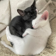 おちびたち🤍🖤アイコン画像