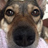 dSzsM49R630-channel-avatar-愛犬ラッキーと飼い主の過ごし方