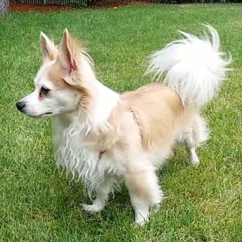 Groovy Movie Dog