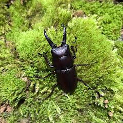 Wild Bug Journey channel avatar