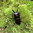 dcgkA3M6Y-E-channel-avatar-Wild Bug Journey