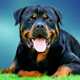 Rottweiler foodie logo