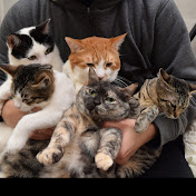kopasan 6匹+3匹の猫 【猫と車とDIY】
