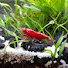 oKWjK8wRrBA-channel-avatar-ShrimpTopia