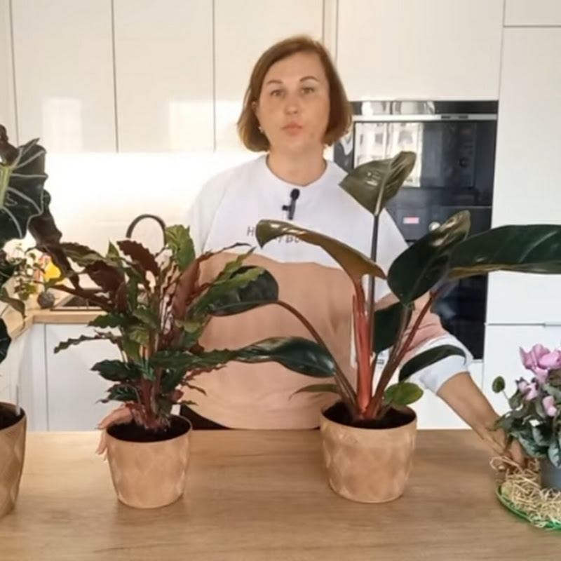 Оксана Стесенко Logo