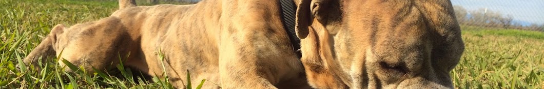Second Chance Pet Rescue Awatar kanału YouTube