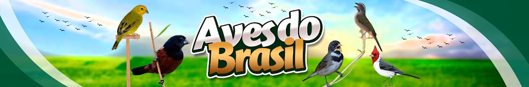 Aves do Brasil OFICIAL YouTube channel avatar