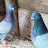 Голуби Мира 61rus(Pigeons of the World 61rus)