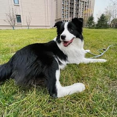 边牧停停的日常アイコン画像