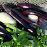lkpVaO3IyGg-channel-avatar-JIVE FARM CHANNEL