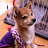 z8rqd_ToV6I-channel-avatar-柴犬しきぶ　〜愛犬と一緒におでかけ〜