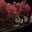 ifnJ_SZkl-c-channel-avatar-بندر الحربي . 