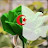 @shirouu_tub
