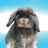 pzVFPCgGmbs-channel-avatar-Blueberry the Bunny