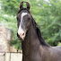 z8QB4cf_sjM-channel-avatar-Komal stud farm