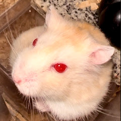 ハムスターのお食事チャンネルアイコン画像