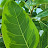 @trees2o24