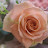@user-xk8yv4jr9s