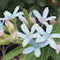 qR2KpK_AU2Y-channel-avatar-カノンのお花散歩