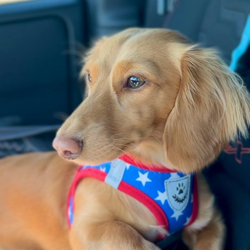 Kona - Long-Haired Mini Dachshund