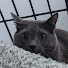 cuBa4UszNVI-channel-avatar-Qcumbr Cat