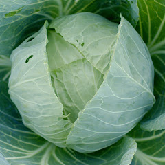 Progetto Entelekia : Orto Supertranquillo net worth