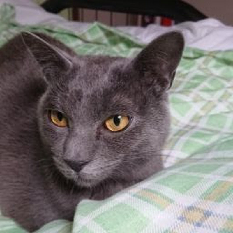 マイティーストライクフリーダム